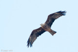 Black Kite - Zwarte Wouw -  Milvus migrans