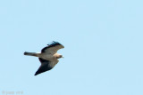 Booted Eagle - Dwergarend - Hieraaetus pennatus