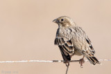 Corn Bunting - Grauwe Gors - Emberiza calandra