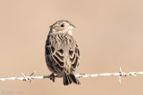 Corn Bunting - Grauwe Gors - Emberiza calandra