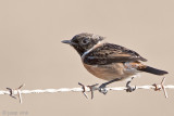 Eurasian Stonechat - Roodborsttapuit - Saxicola rubicola