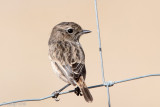 Eurasian Stonechat - Roodborsttapuit - Saxicola rubicola
