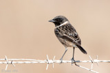 Eurasian Stonechat - Roodborsttapuit - Saxicola rubicola