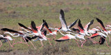 Greater Flamingo - Flamingo -  Phoenicopterus roseus