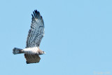 Short-toed Eagle - Slangenarend - Circaetus gallicus