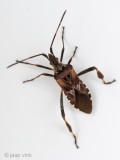 Western Conifer Seed Bug - Bladpootrandwants - Leptoglossus occidentalis