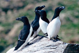 Razorbill - Alk - Alca torda