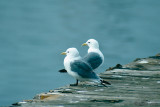 Black-legged Kittiwake - Drieteenmeeuw - Rissa tridactyla 