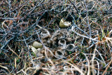 Bar-tailed Godwit - Rosse Grutto - Limosa lapponica