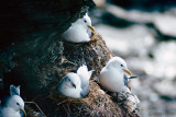Black-legged Kittiwake - Drieteenmeeuw - Rissa tridactyla 