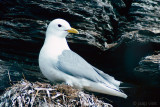 Black-legged Kittiwake - Drieteenmeeuw - Rissa tridactyla 