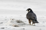 Peregrine - Slechtvalk - Falco peregrinus