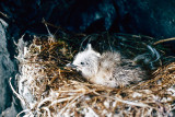 Black-legged Kittiwake - Drieteenmeeuw - Rissa tridactyla 