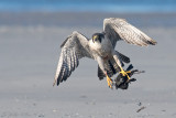 Peregrine - Slechtvalk - Falco peregrinus