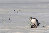 Peregrine - Slechtvalk - Falco peregrinus