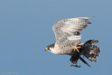 Peregrine - Slechtvalk - Falco peregrinus