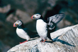 Atlantic Puffin - Papegaaiduiker -  Fratercula arctica