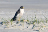 Peregrine - Slechtvalk - Falco peregrinus