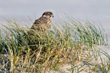 Merlin - Smelleken - Falco columbarius