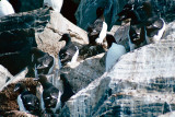 Thick-billed Murre - Kortbekzeekoet - Uria lomvia