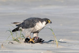 Peregrine - Slechtvalk - Falco peregrinus