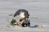 Peregrine - Slechtvalk - Falco peregrinus