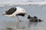 Great Black-backed Gull - Grote Mantelmeeuw - Larus marinus