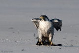 Peregrine - Slechtvalk - Falco peregrinus