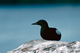 Black Guillemot - Zwarte Zeekoet - Cepphus grylle