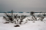 Jakobselva