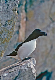 Razorbill - Alk - Alca torda