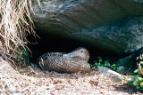 Common Eider - Eidereend - Somateria mollissima