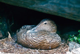 Common Eider - Eidereend - Somateria mollissima