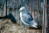 Black-legged Kittiwake - Drieteenmeeuw - Rissa tridactyla 