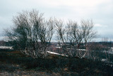 Bergebyelva
