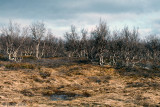 Bergebyelva