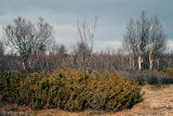 Bergebyelva