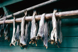 Stockfish - Stokvis