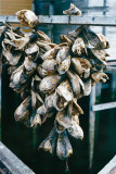 Fish heads - Viskoppen