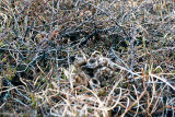 Bar-tailed Godwit - Rosse Grutto - Limosa lapponica