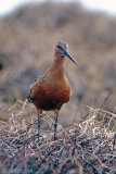 Bar-tailed Godwit - Rosse Grutto - Limosa lapponica