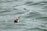 Stellers Eider - Stellers Eidereend - Polysticta stelleri