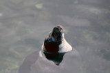 Harp Seal - Zadelrob - Pagophilus groenlandicus