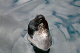 Harp Seal - Zadelrob - Pagophilus groenlandicus