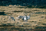 Reindeer - Rendier - Rangifer tarandus