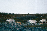 Reindeer - Rendier - Rangifer tarandus