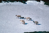 Reindeer - Rendier - Rangifer tarandus