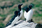 Razorbill - Alk - Alca torda