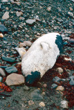 Harp Seal - Zadelrob - Pagophilus groenlandicus