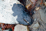 Harp Seal - Zadelrob - Pagophilus groenlandicus